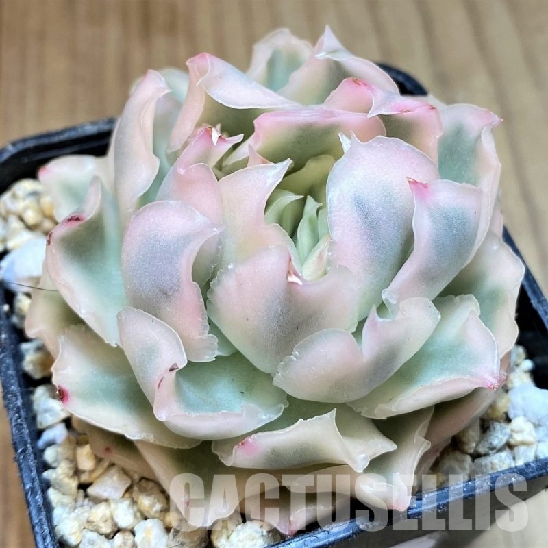 SH31117 Echeveria 'Purple Butterfly' f. variegata