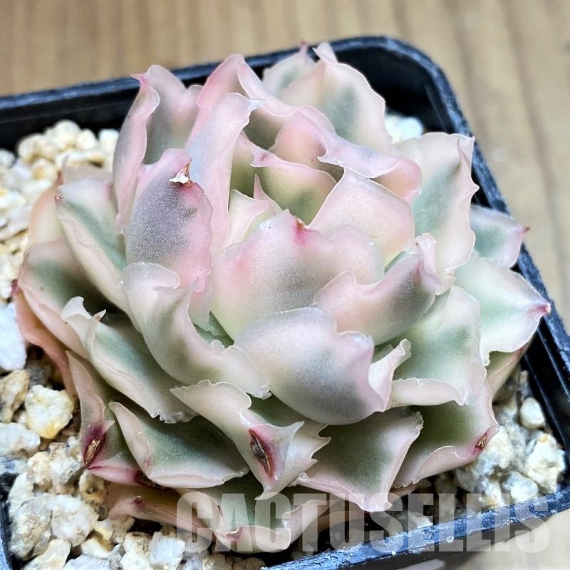 SH31118 Echeveria 'Purple Butterfly' f. variegata