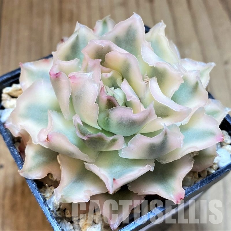 SH31119 Echeveria 'Purple Butterfly' f. variegata