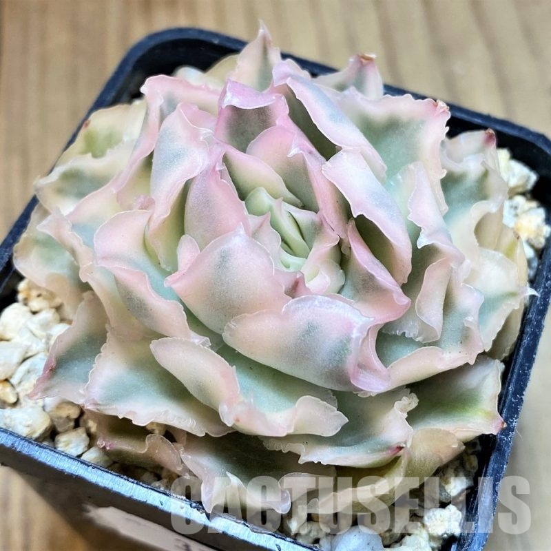 SH31120 Echeveria 'Purple Butterfly' f. variegata