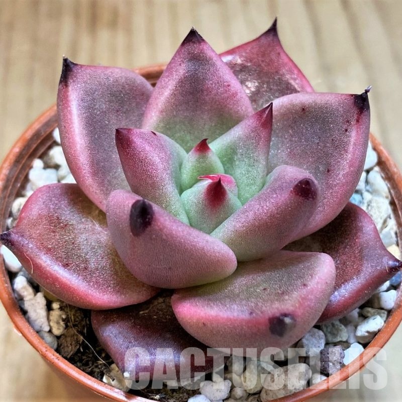 SH31121 Echeveria ‘Taurus’