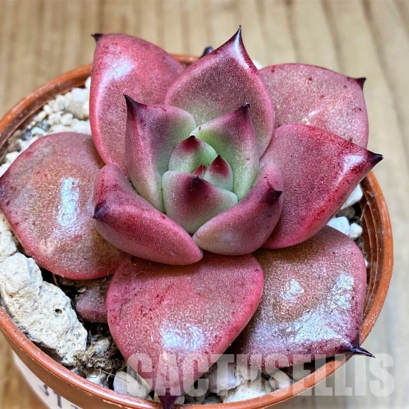 SH31122 Echeveria ‘Taurus’