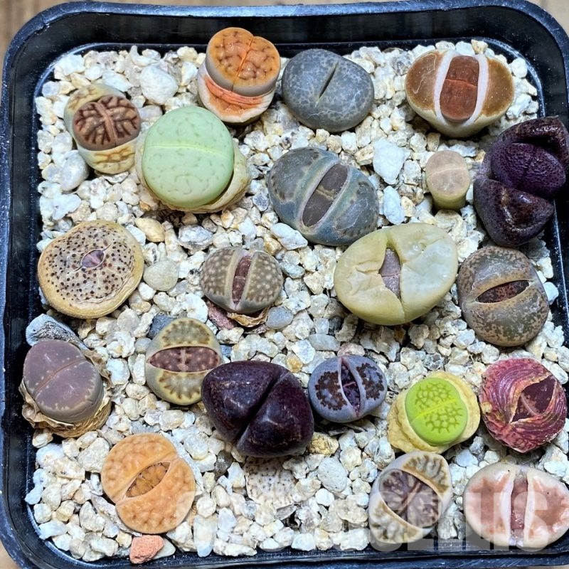 SH31123 Lithops mix, Pleiospilos nelii rubra