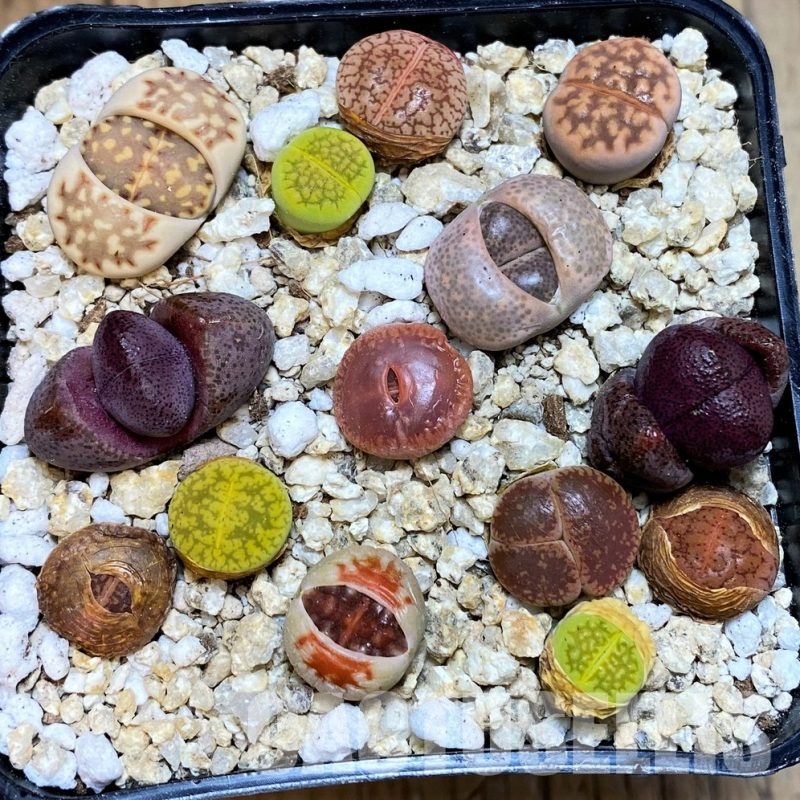 SH31124 Lithops mix, Pleiospilos nelii rubra