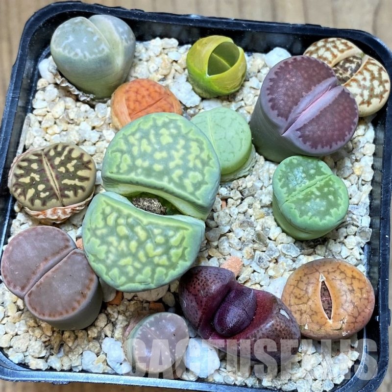 SH31125 Lithops mix, Pleiospilos nelii rubra