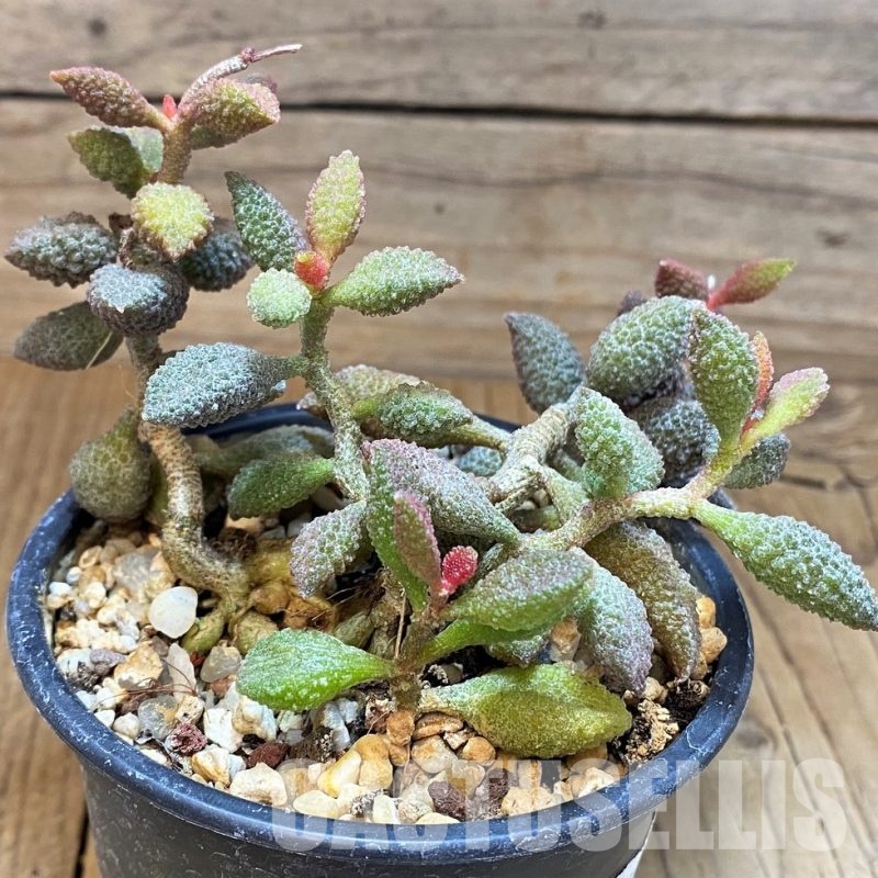 SH31063 Adromischus marianae v. herrei