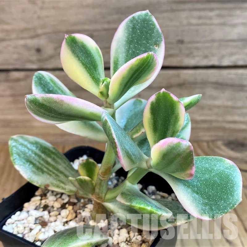 SH31055 Crassula ovata f. variegata