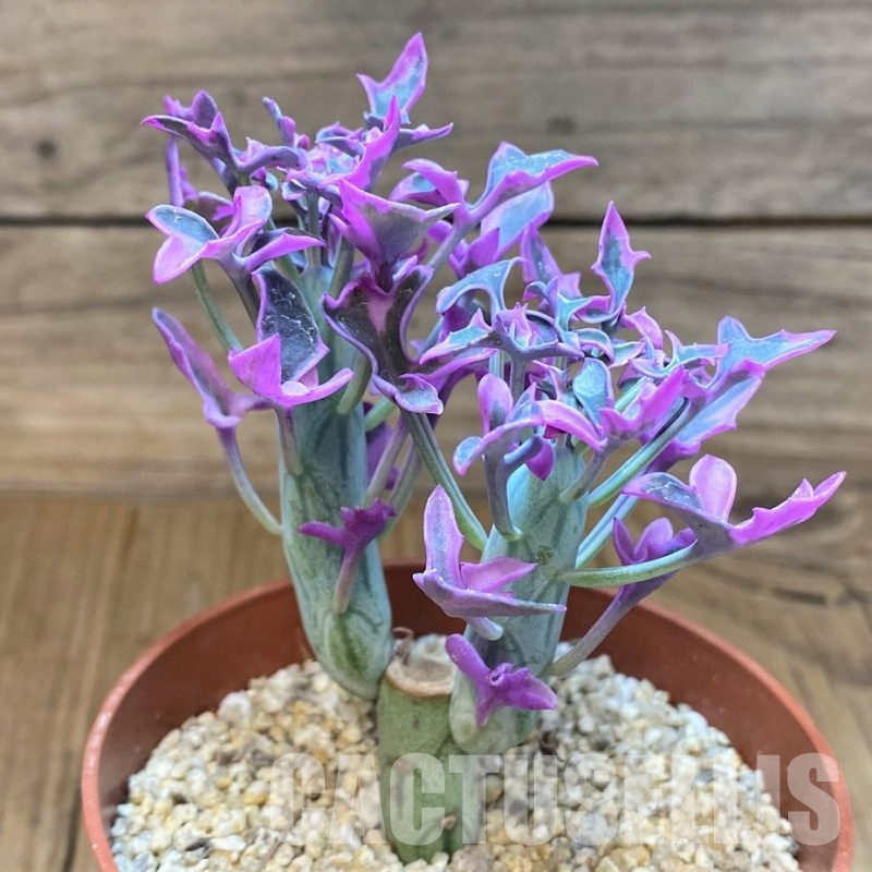 SH31064 Senecio articulatus f. variegata
