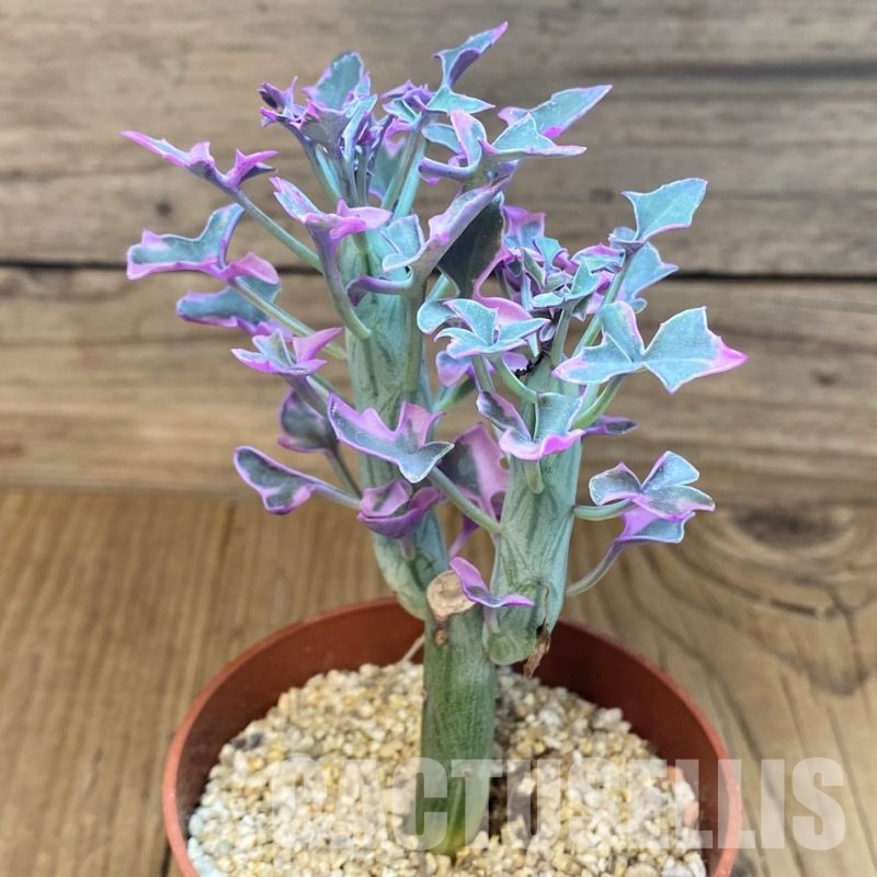 SH31065 Senecio articulatus f. variegata