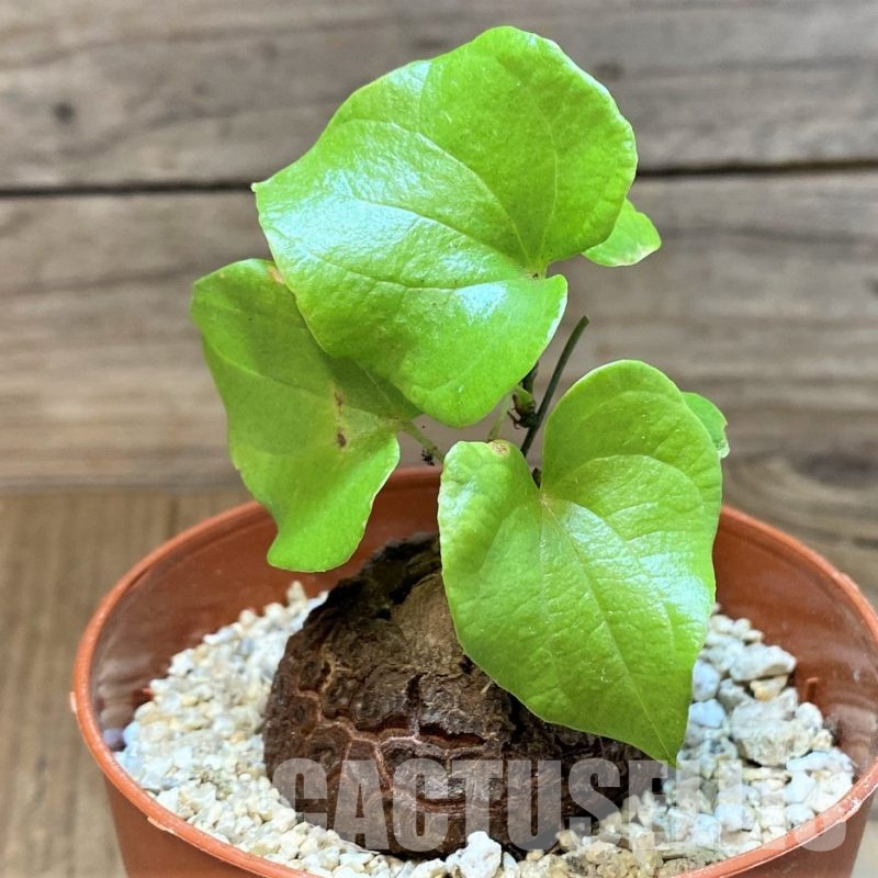 SH31067 Dioscorea elephantipes