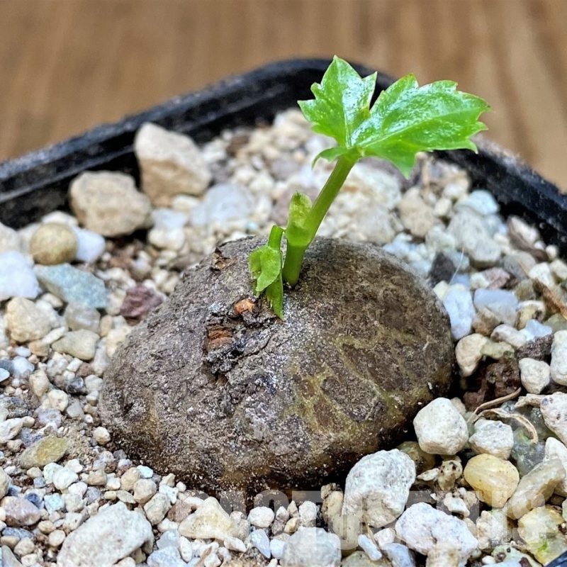 SH31068 Cissus trifoliata