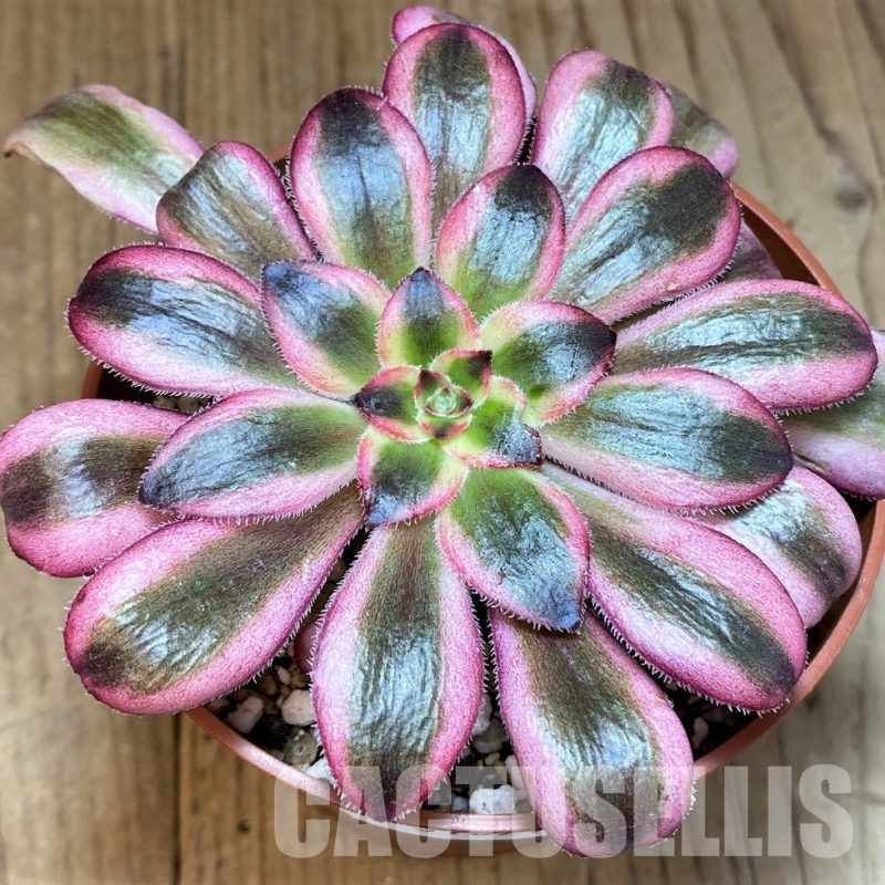 SH31071 Aeonium ‘Pink Witch’