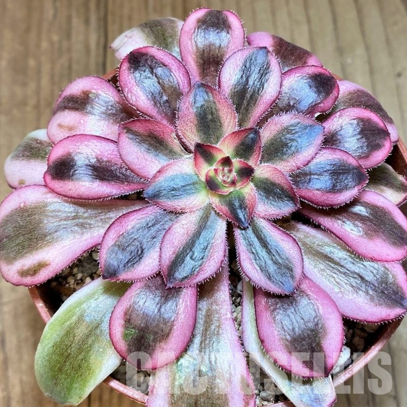 SH31072 Aeonium ‘Pink Witch’