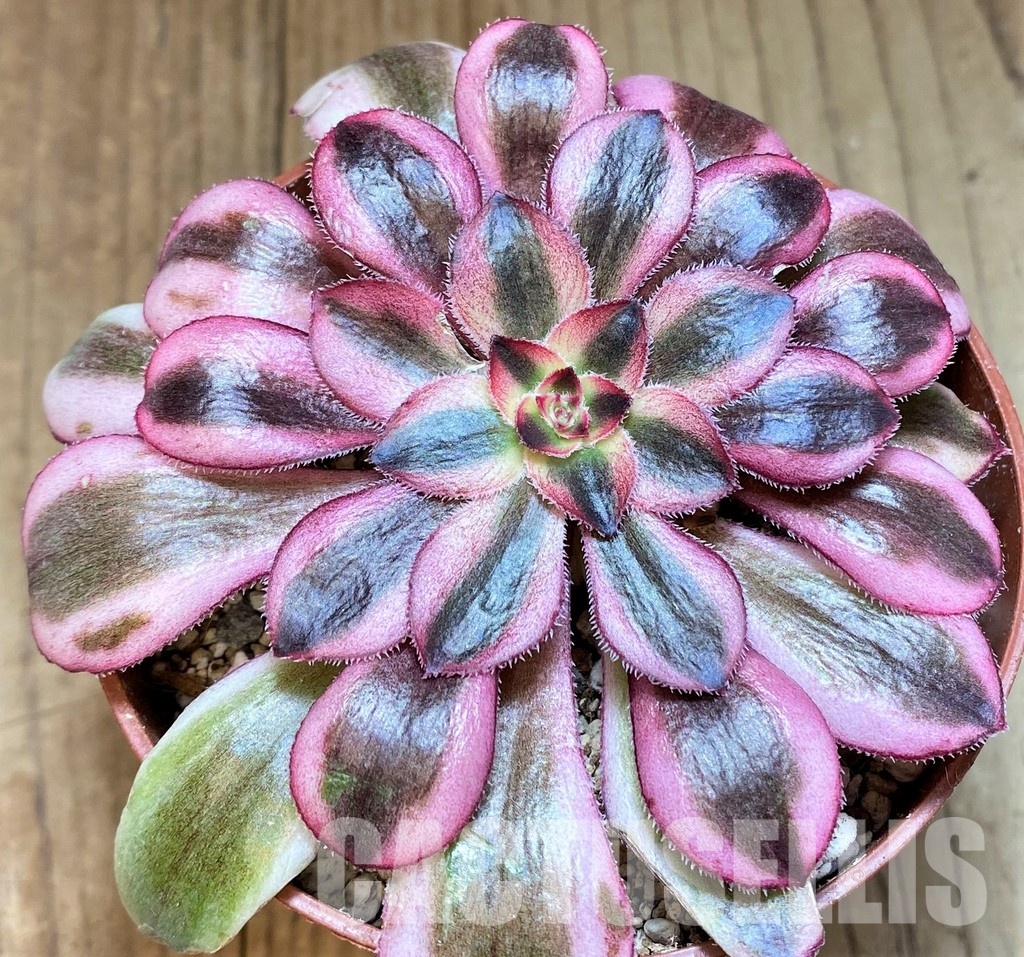 SH31072 Aeonium ‘Pink Witch’