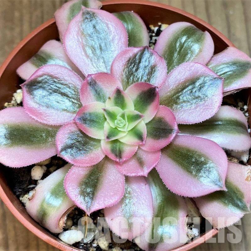 SH31073 Aeonium ‘Medusa’