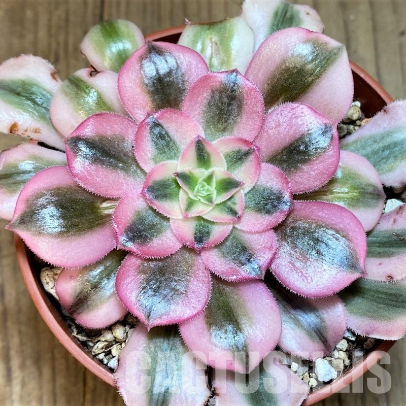 SH31074 Aeonium ‘Medusa’