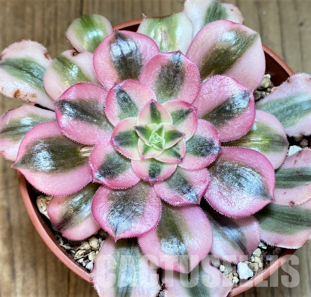 SH31074 Aeonium ‘Medusa’