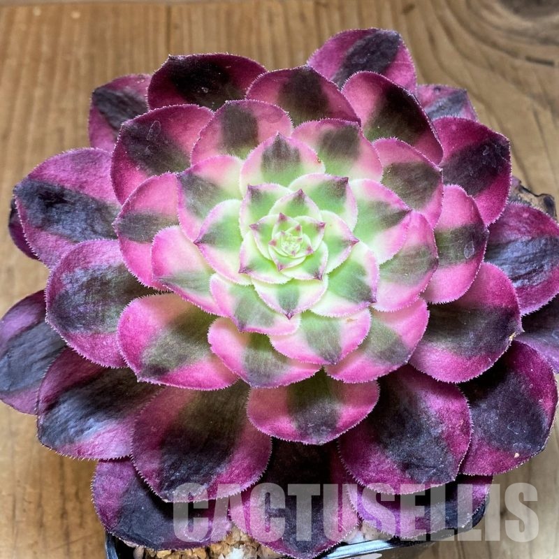 SH31075 Aeonium 'Allure'