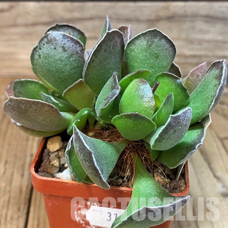 SH31056 Adromischus cooperi x cristatus