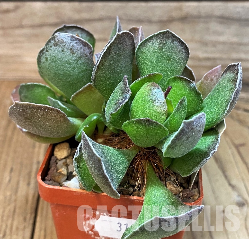 SH31056 Adromischus cooperi x cristatus