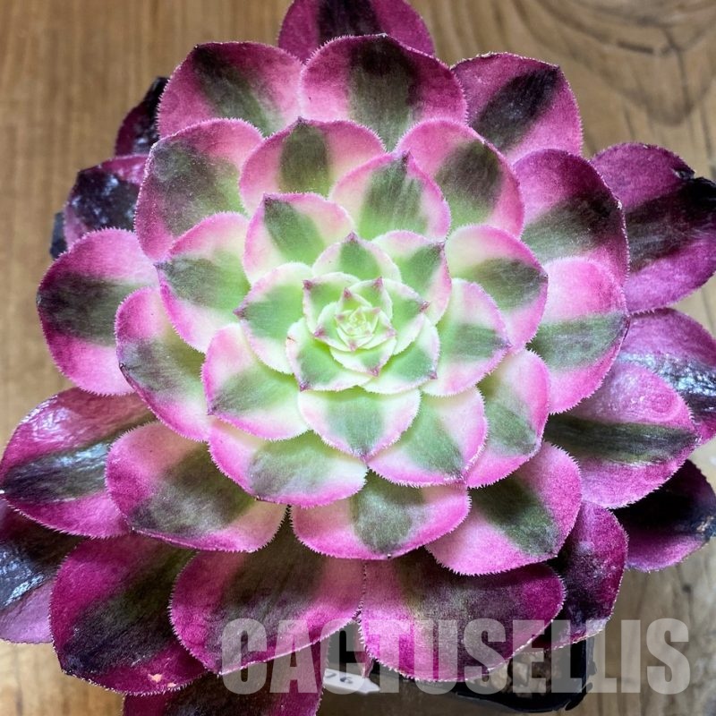 SH31076 Aeonium 'Allure'