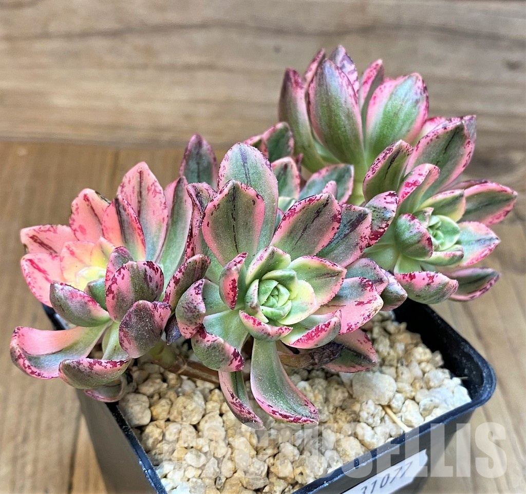SH31077 Aeonium ‘Sweet Tea’ – Image 2