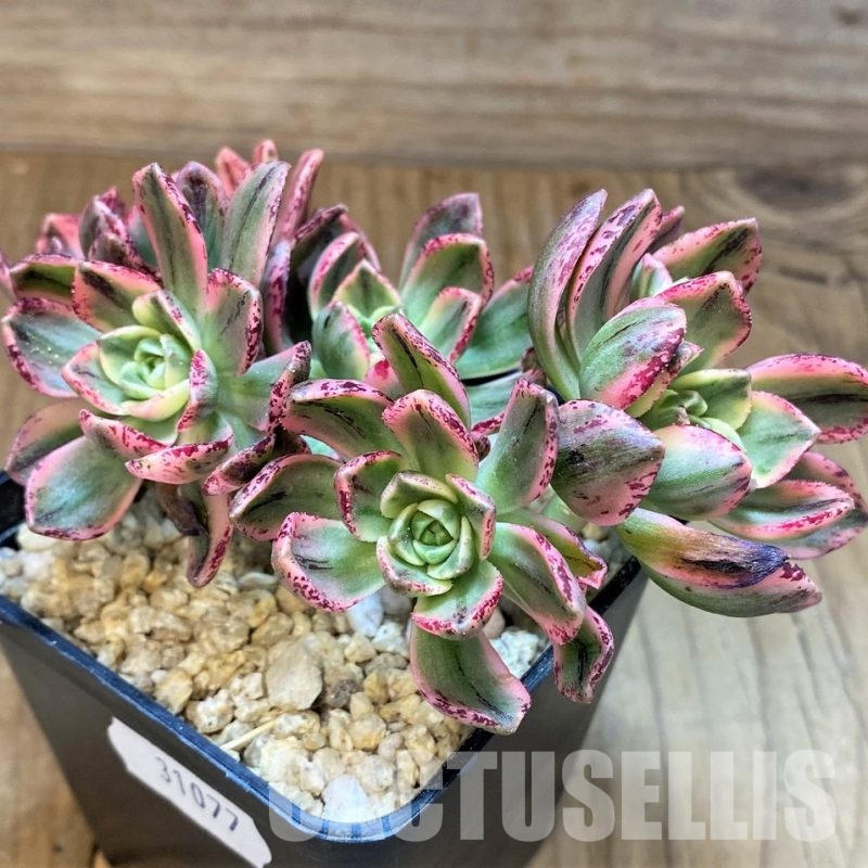 SH31077 Aeonium ‘Sweet Tea’