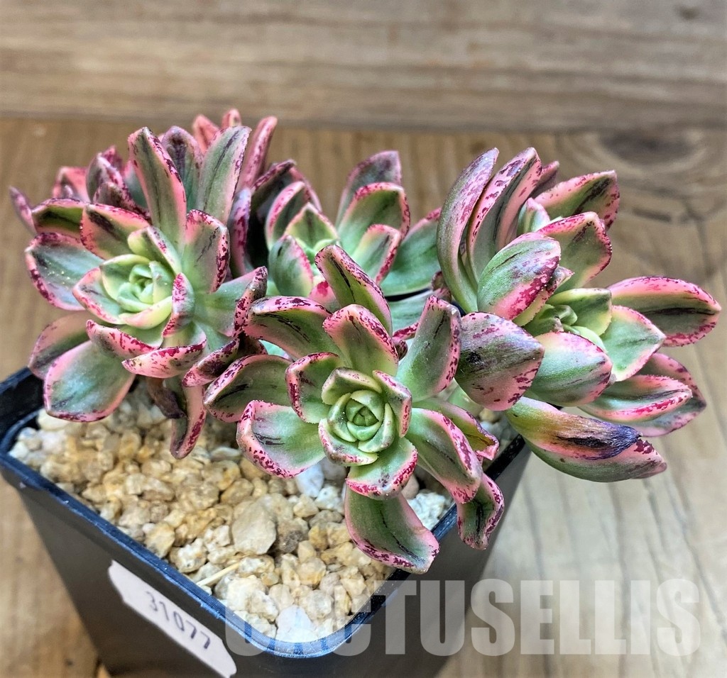 SH31077 Aeonium ‘Sweet Tea’