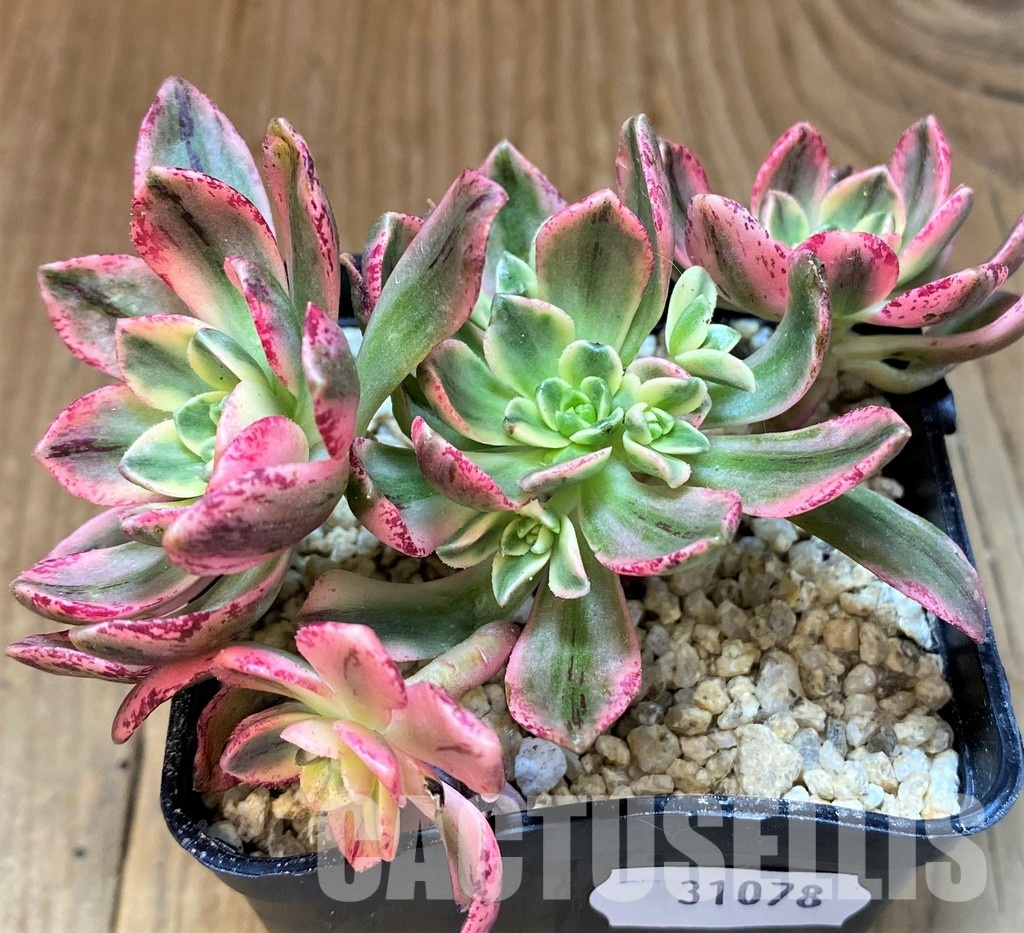 SH31078 Aeonium ‘Sweet Tea’