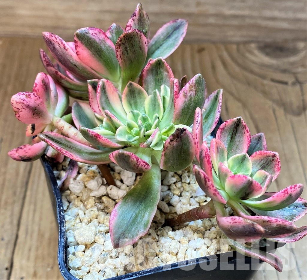SH31078 Aeonium ‘Sweet Tea’ – Image 2