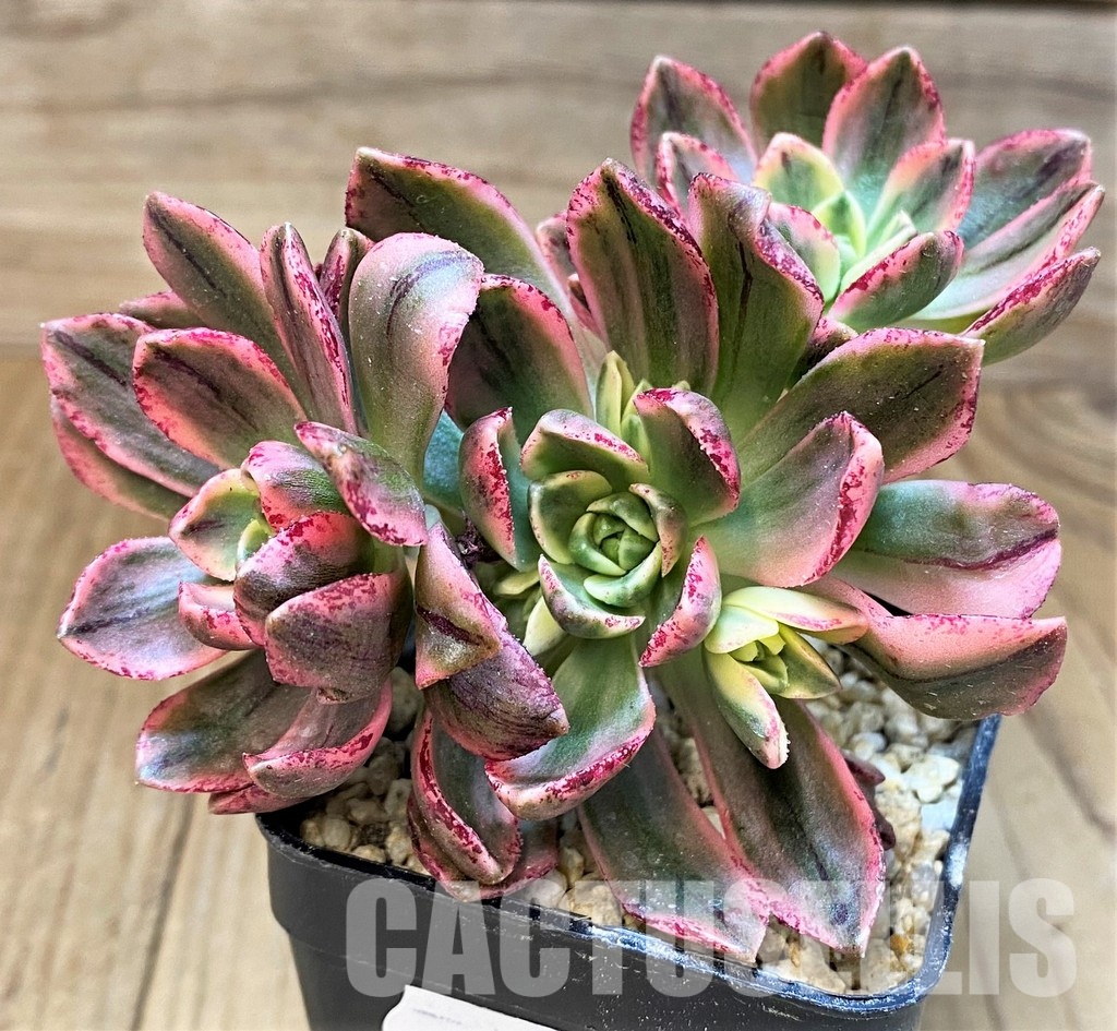 SH31079 Aeonium ‘Sweet Tea’ - Зображення 3
