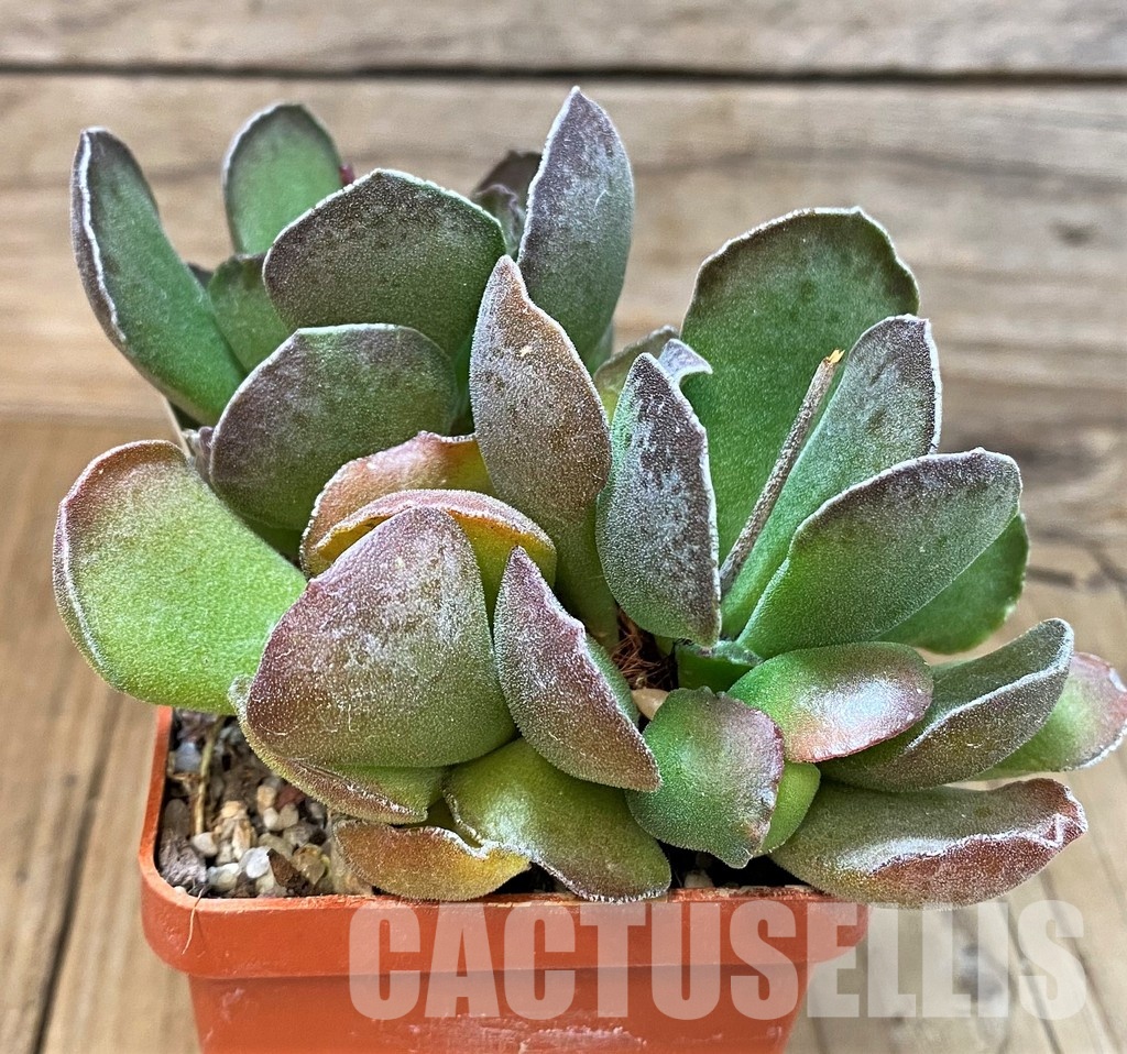SH31056 Adromischus cooperi x cristatus – Bild 3