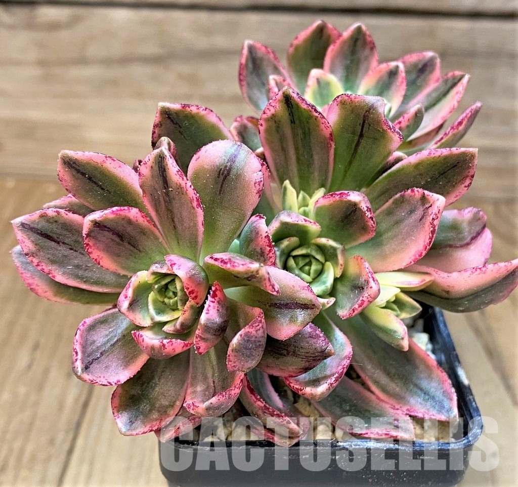 SH31079 Aeonium ‘Sweet Tea’