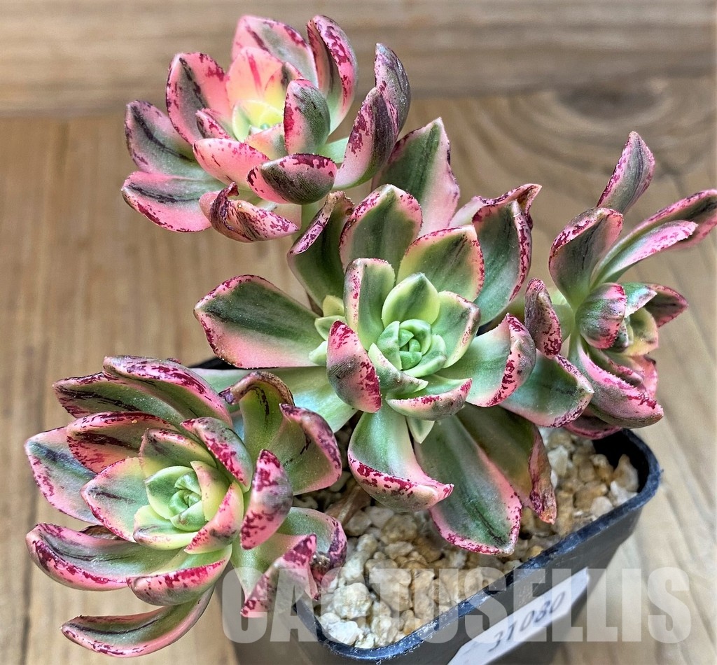 SH31080 Aeonium ‘Sweet Tea’ - Зображення 3
