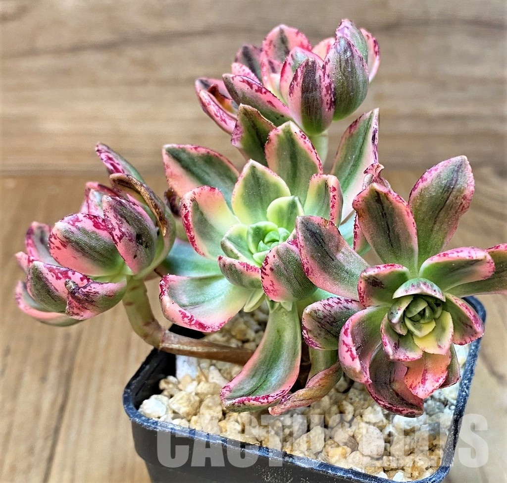 SH31080 Aeonium ‘Sweet Tea’ - Зображення 2