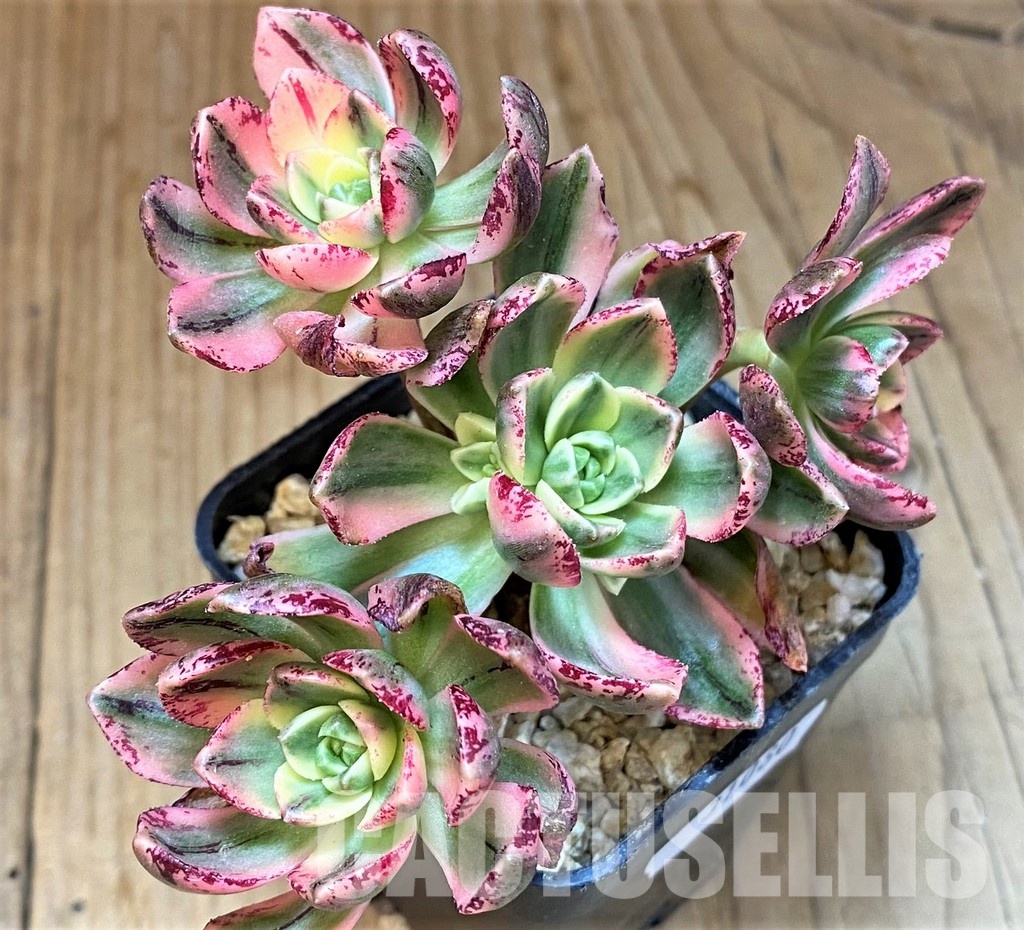 SH31080 Aeonium ‘Sweet Tea’