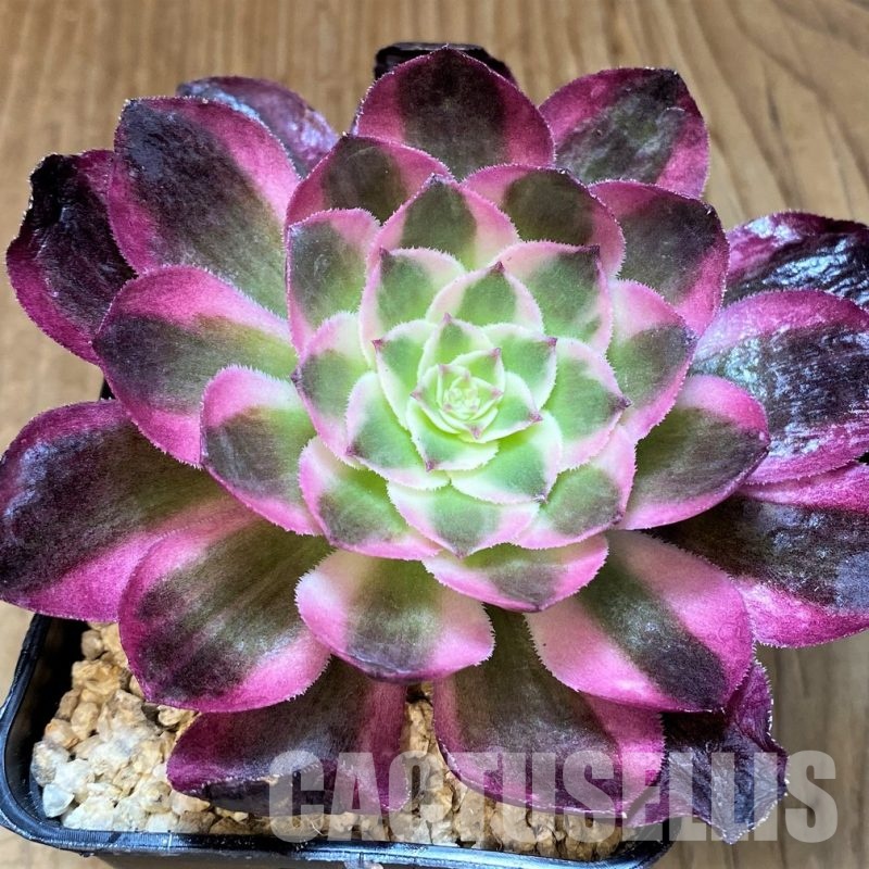 SH31082 Aeonium 'Allure'