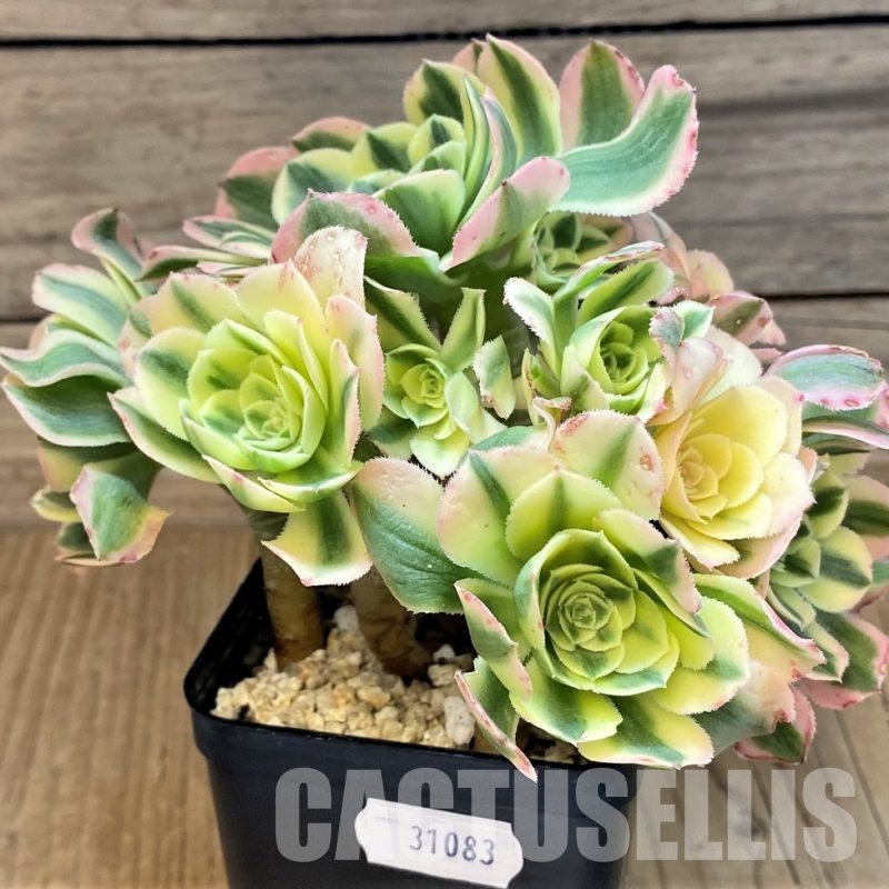 SH31083 Aeonium 'Maybach'