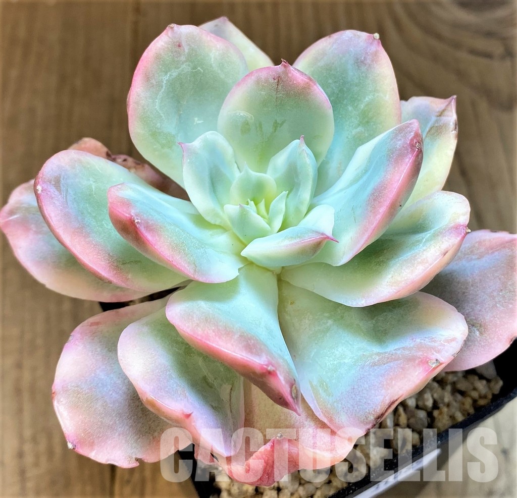 SH31085 Echeveria 'Silk Veil'
