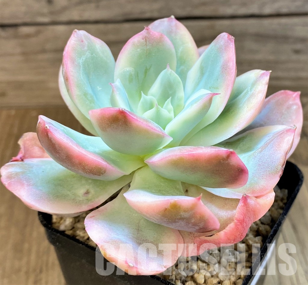 SH31085 Echeveria 'Silk Veil' - Зображення 3