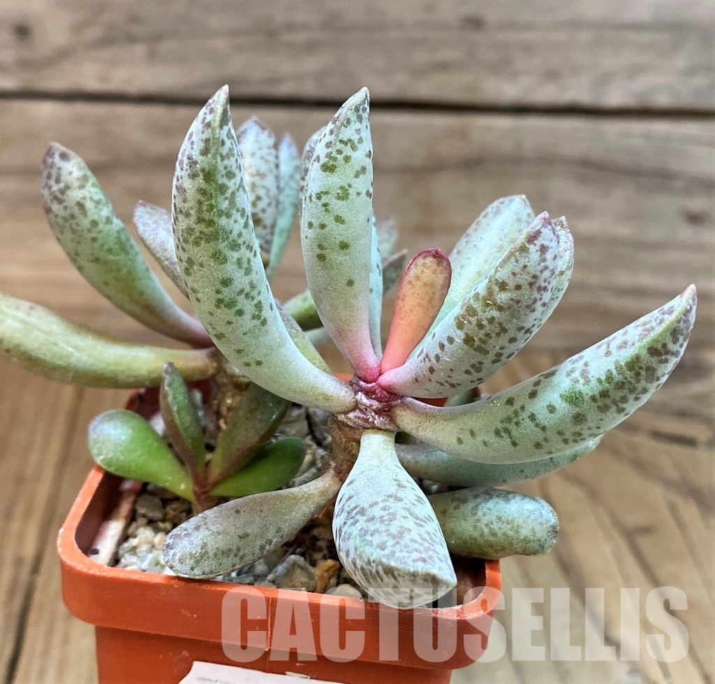 SH31057 Adromischus mammillaris 'Buffelspoort' - Image 2