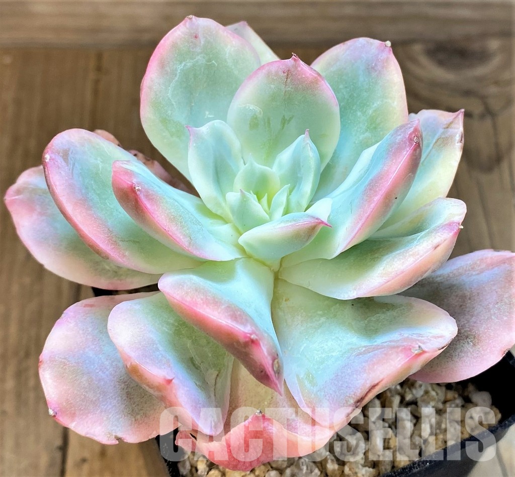 SH31085 Echeveria 'Silk Veil' - Зображення 2