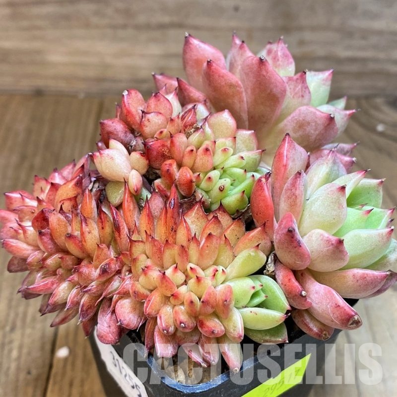 SH31255 Echeveria agavoides 'Mundy' f. cristata