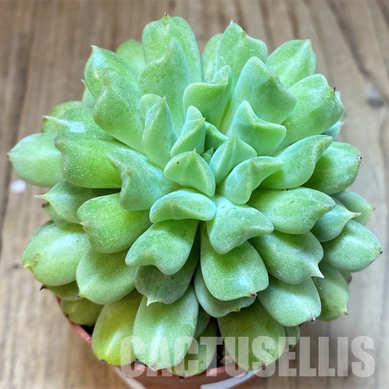 SH31256 Echeveria ‘Irish Mint’
