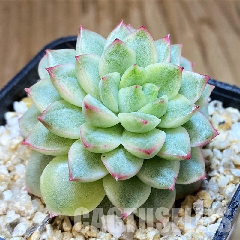 SH31257 Echeveria ‘Mebina’ f. variegata, yellow color