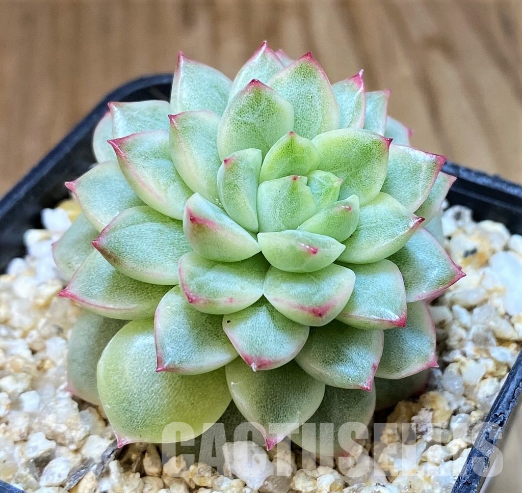 SH31257 Echeveria ‘Mebina’ f. variegata, yellow color