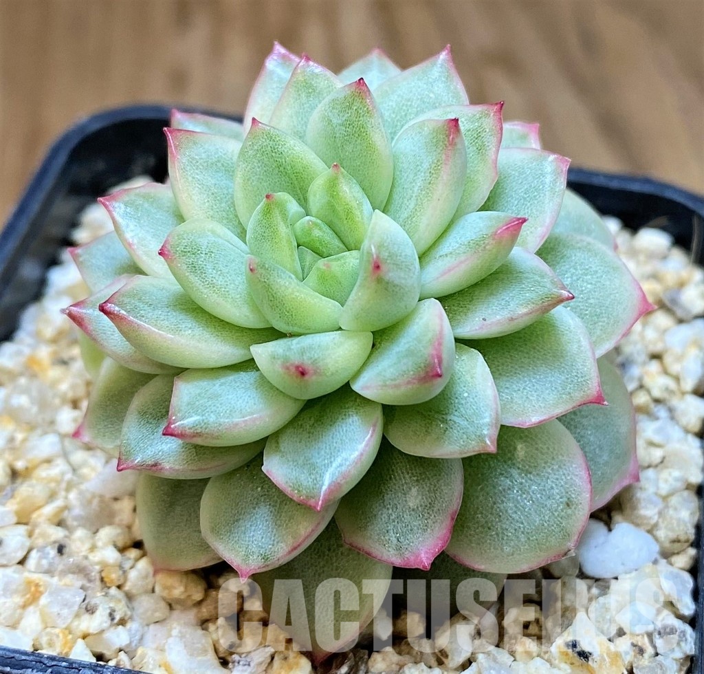 SH31257 Echeveria ‘Mebina’ f. variegata, yellow color - Image 2