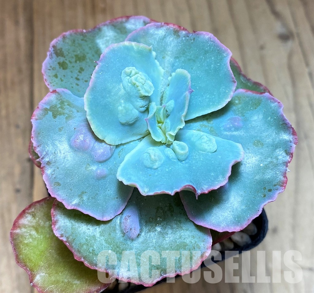 SH31258 Echeveria ‘Etna’ - Image 2