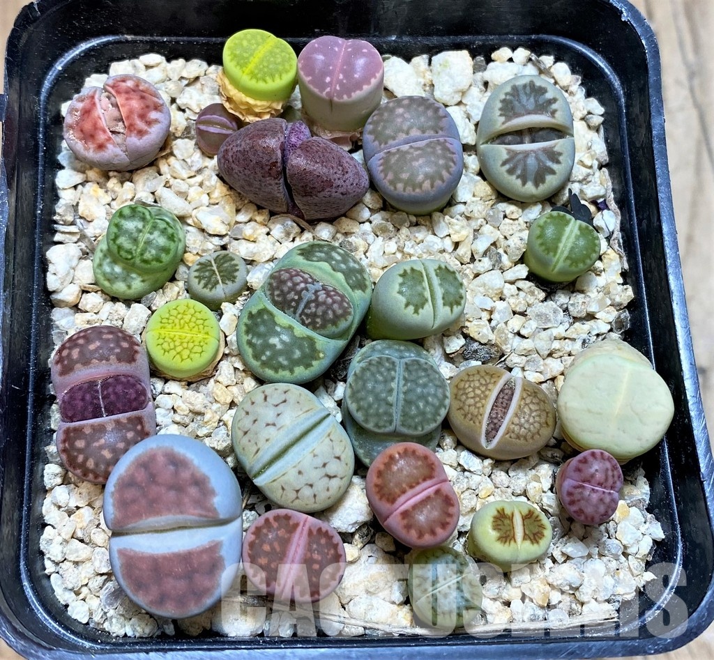 SH31226 Lithops mix, Pleiospilos nelii rubra