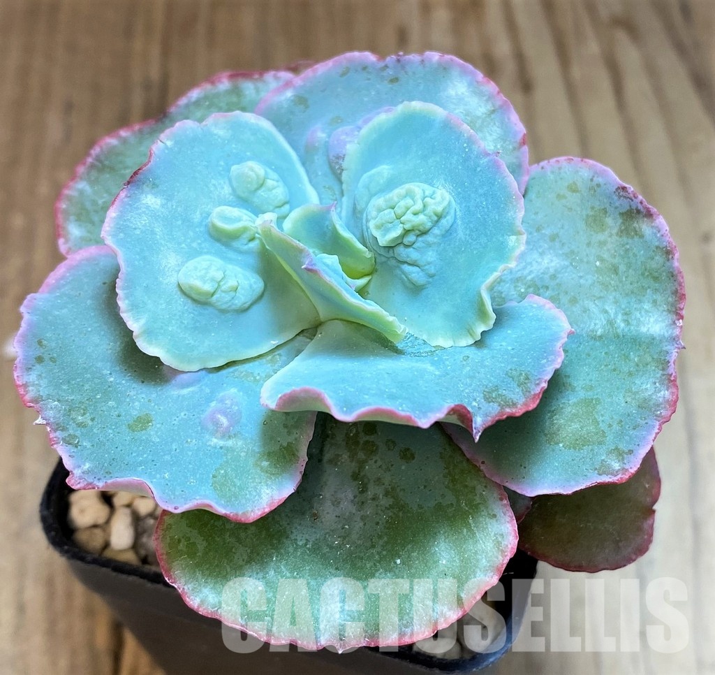 SH31258 Echeveria ‘Etna’